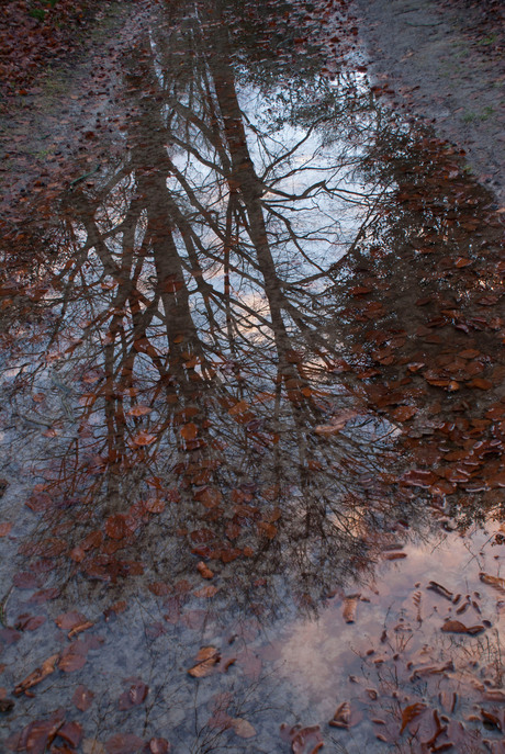 Bomen in waterplas