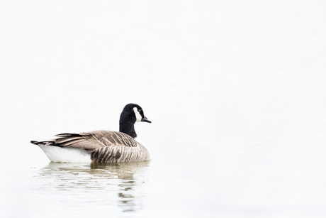 Canada Goose in High Key 🤍🪶