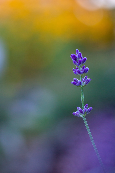 Lavendel in de zomeravondzon