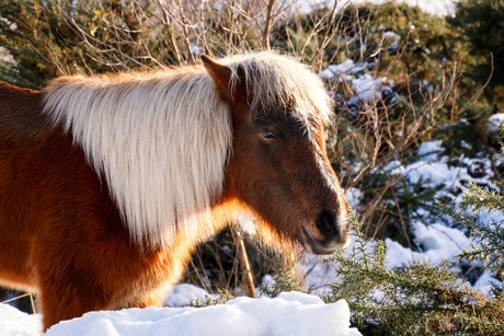 IJslands paard @ Veluwezoom
