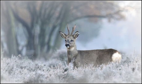 Mist en vorst