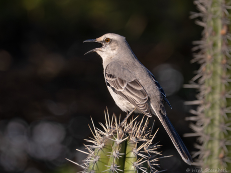 Chuchubi zingt hoogste lied