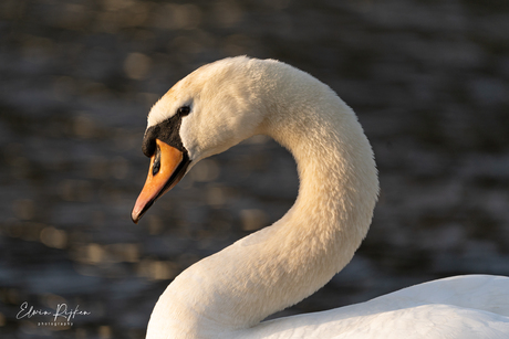 Zon en Zwaan