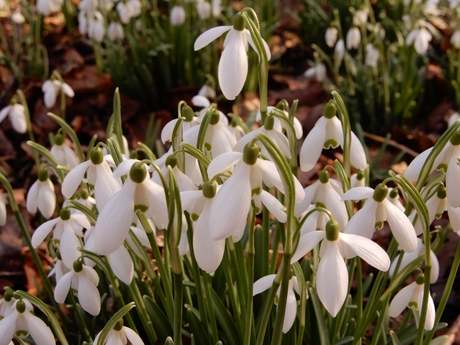 sneeuwklokjes