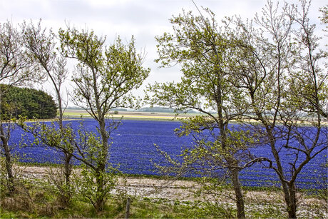 Naar de bollen - Texel