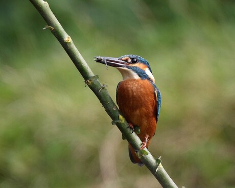 ijsvogel