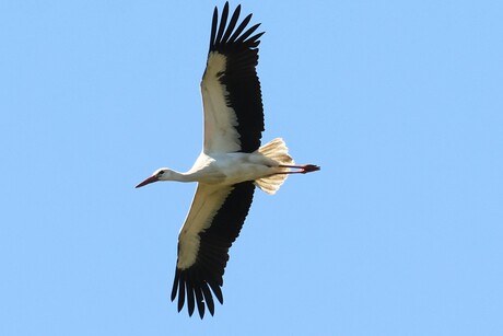 Elegant, zwevend en mooi....