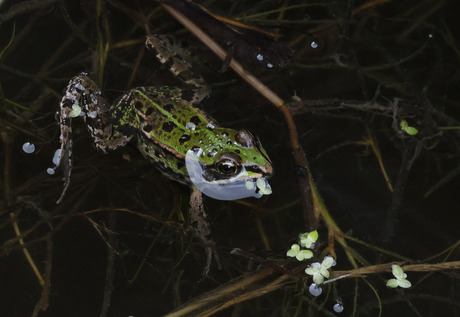 groene kikker  in het water 
