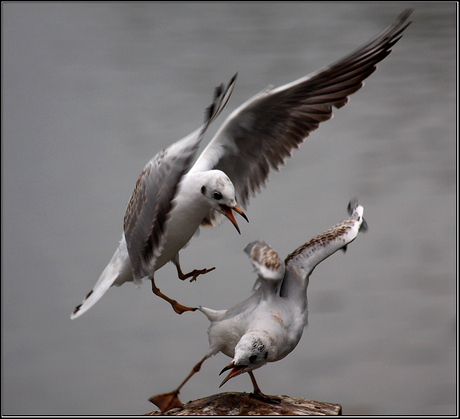 bird attack!