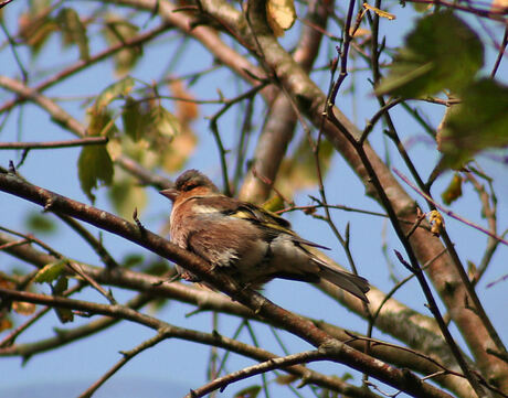 Jong vogeltje