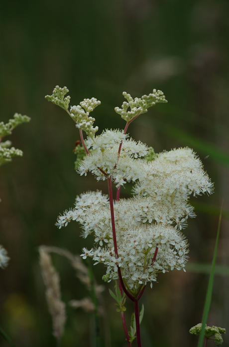 moerasspirea-0065.jpg