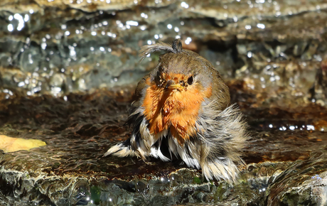 Angry bird