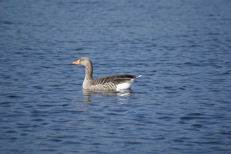 Wilde gans op meer