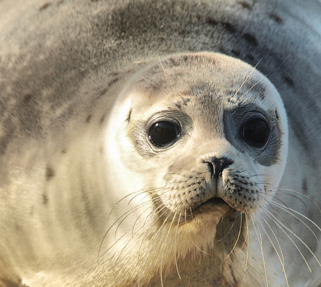 Zeehond op Schier