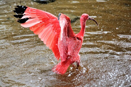 Badende Ibis