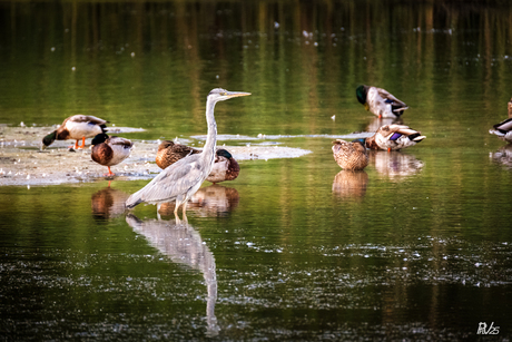 Blauwe reiger