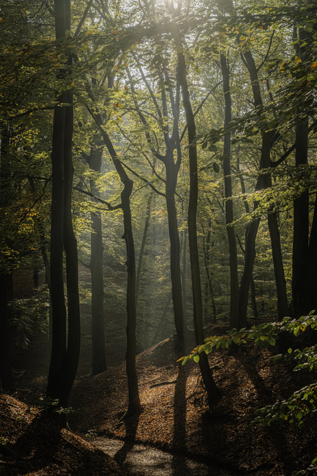 Bos in het licht