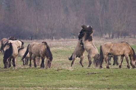 Strijd bij de Konikpaarden