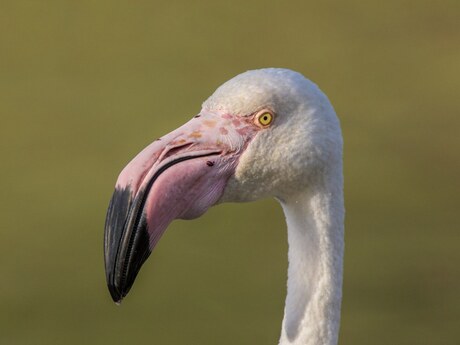 Portret van een Flamingo