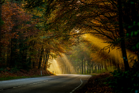 Autumn Road