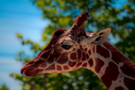 giraf closeup