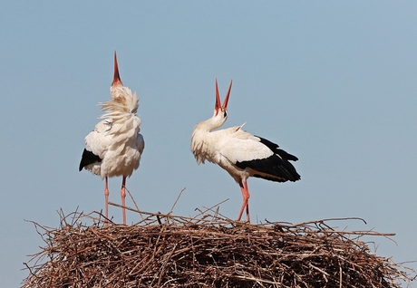 Ooievaars