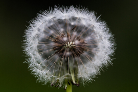 Paardenbloem