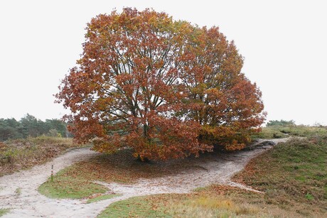 Herfstkleuren