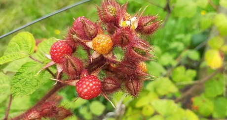 Zomerfruit..Drie stadia..