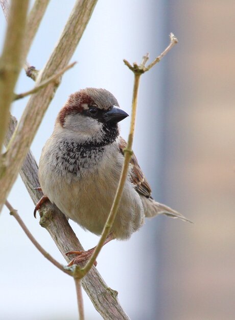 Petit oiseau