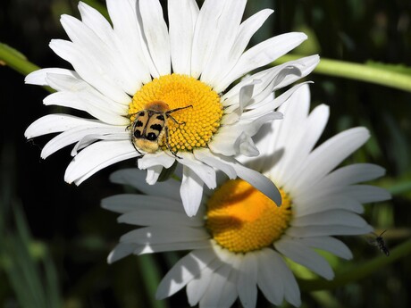 Margrieten in de tuin met bezoeker Penseelkever