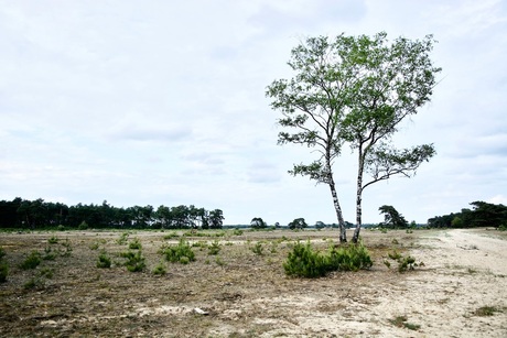 Lonely Birch