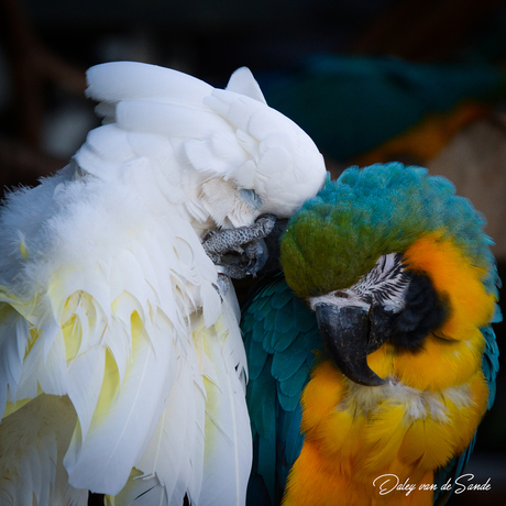 Papegaaien paar