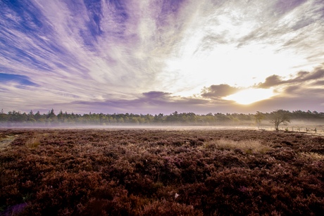 Ginkelse heide in de vroege ochtend 