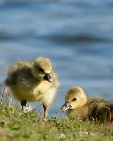 || Fluffy Chicks ||