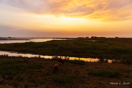 Schapen bij zonsondergang