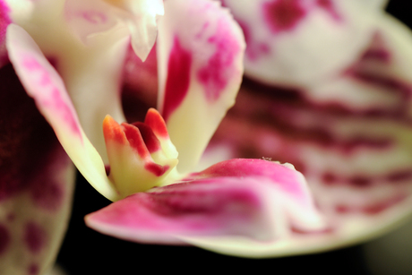 Orchidee close-up 1