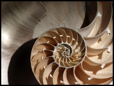 Spiral