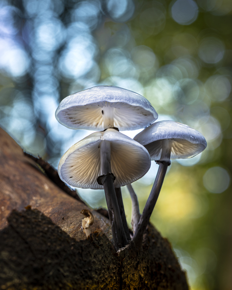 paddestoelen