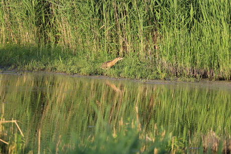 Vogelfotografie