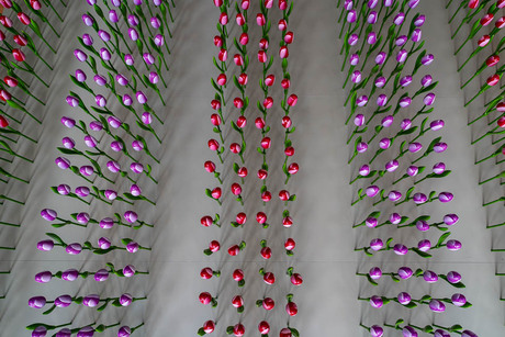 Tulpen, heel veel tulpen.