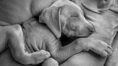 Cuddle Pups