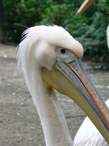 Dierentuin Burgers Bush