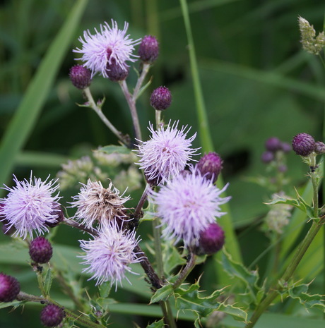 Knikkende distel