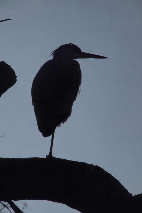 Reiger