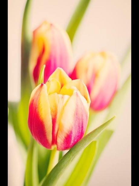 Tulpen