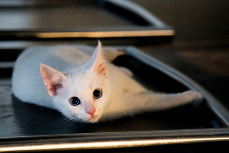 nieuwsgierige kitten