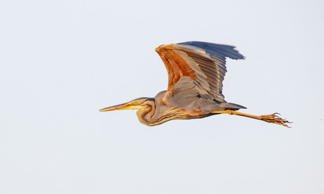 Purperreiger. Een onverwachte ontmoeting