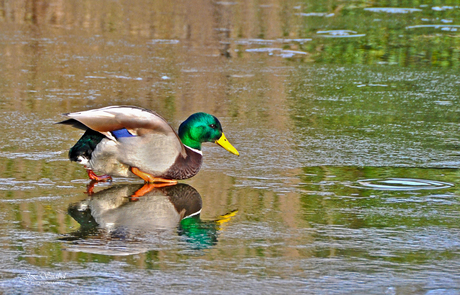 Lopen over het water