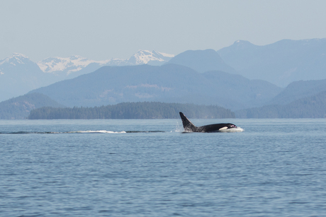 Orka met besneeuwde bergen op de achtergrond
